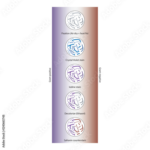 Diagram showing gram staining technique steps - microbiology laboratory using Crystal violet and Safranin