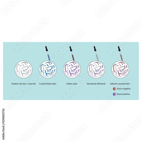 Diagram showing gram staining technique steps - microbiology laboratory using Crystal violet and Safranin