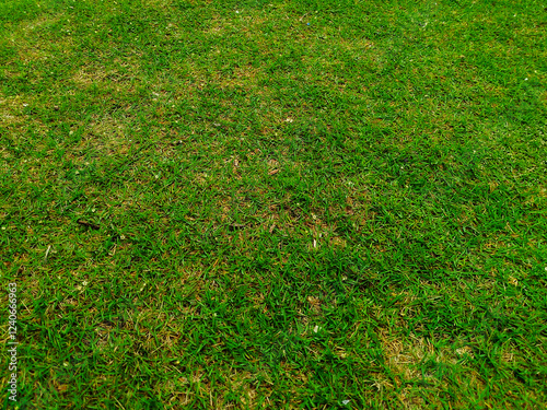 a close-up of a green grass field with a mix of fresh and slightly dry patches. The texture is dense and natural, ideal for lawns, parks, or sports fields. The grass appears well-maintained