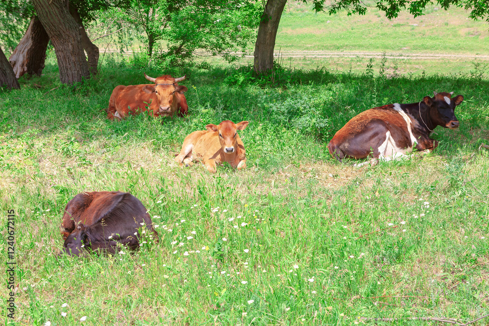 Cows enjoying the shade of the trees on a sunny day. Four cows lying on the grass in a shaded area under trees in a pasture Cows enjoying the shade of the trees on a sunny day. Four cows lying on the grass in a shaded area under trees in a pasture