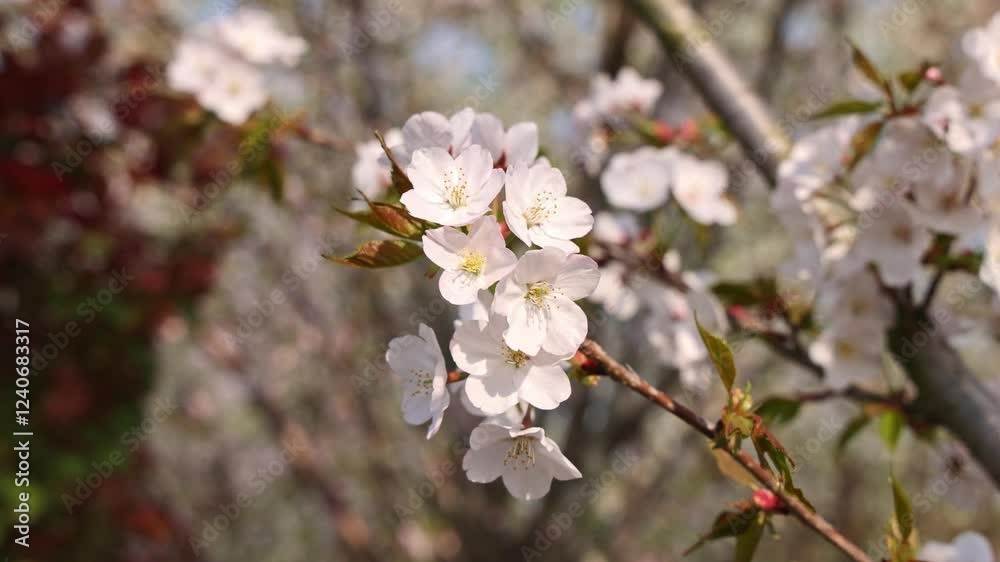 Cherry blossoms bloom in spring showcasing nature's beauty in a serene garden environment Cherry blossoms bloom in spring showcasing nature's beauty in a serene garden environment