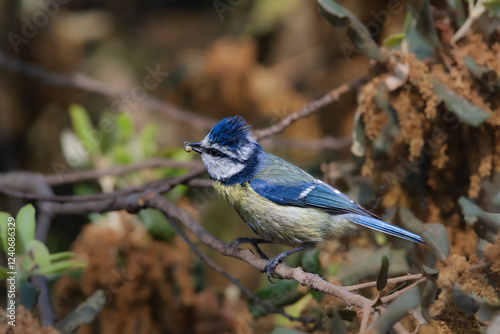 mésange bleue