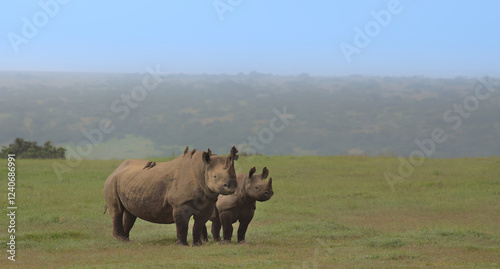side profile of a mother black rhino and her baby standing alert with oxpeckers on her back in the wild savannah of solio game reserve, kenya