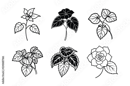 Begonia (Begonia spp.) line art vector illustration