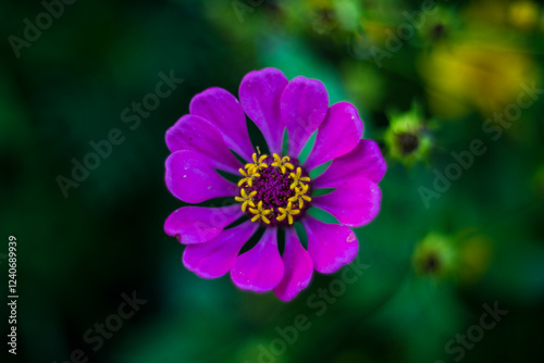 purple and yellow flower
