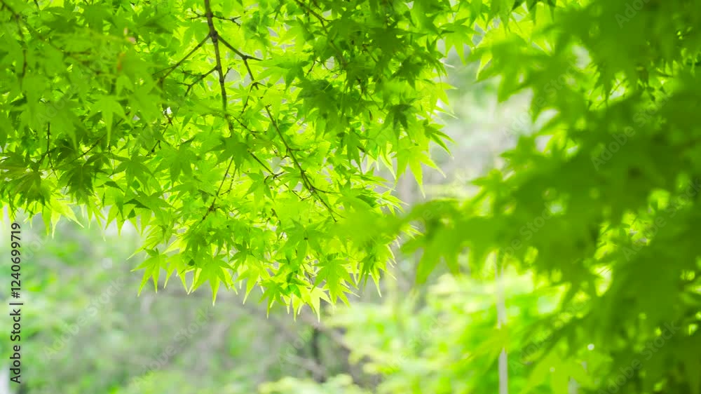 Vibrant green maple leaves sway gently in the breeze surrounded by serene nature Vibrant green maple leaves sway gently in the breeze surrounded by serene nature
