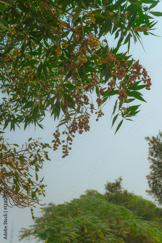 Fototapeta premium Lush Greenery Reaching Towards the Sky