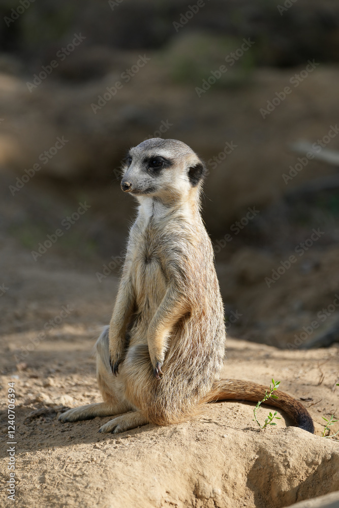 Portrait of a meerkat. Animal in close-up. Suricata suricatta.
Portrait of a meerkat. Animal in close-up. Suricata suricatta.
