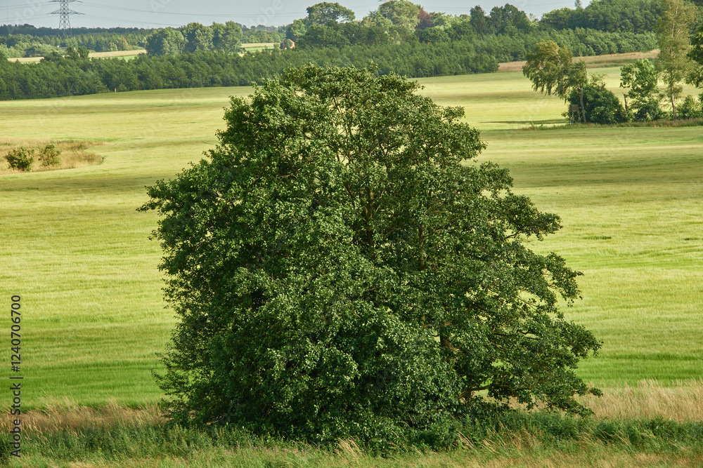 Fototapeta premium Trees, plants and environment with village in nature for sustainability, ecology and travel. Outdoor view, Denmark and summer with countryside park for tourism, landscape and green background