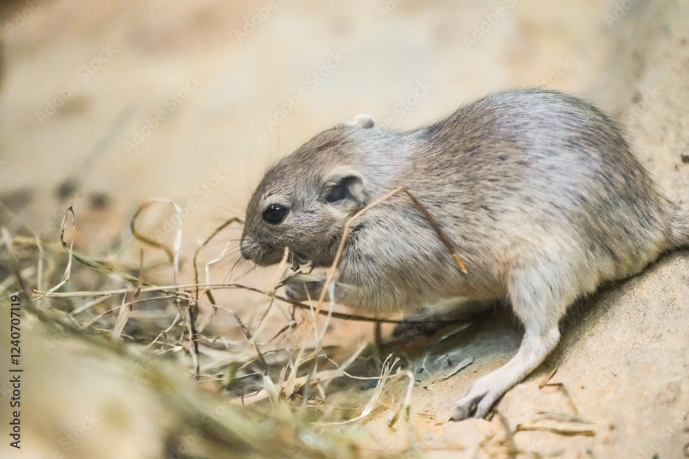 Portrait of a fat sand rat, Psammomys obesus. Rodent close-up. Gerbil.
Portrait of a fat sand rat, Psammomys obesus. Rodent close-up. Gerbil.