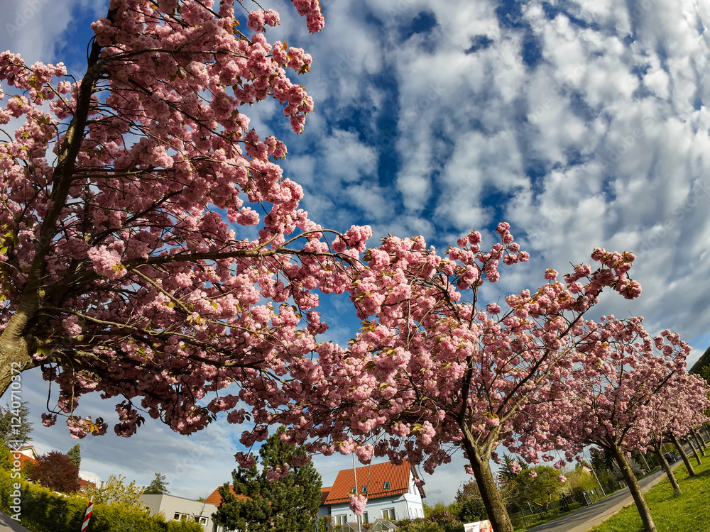 Spring city landscape with flowering trees along the streets. Sakura Cherry blossoming alley. Germany.