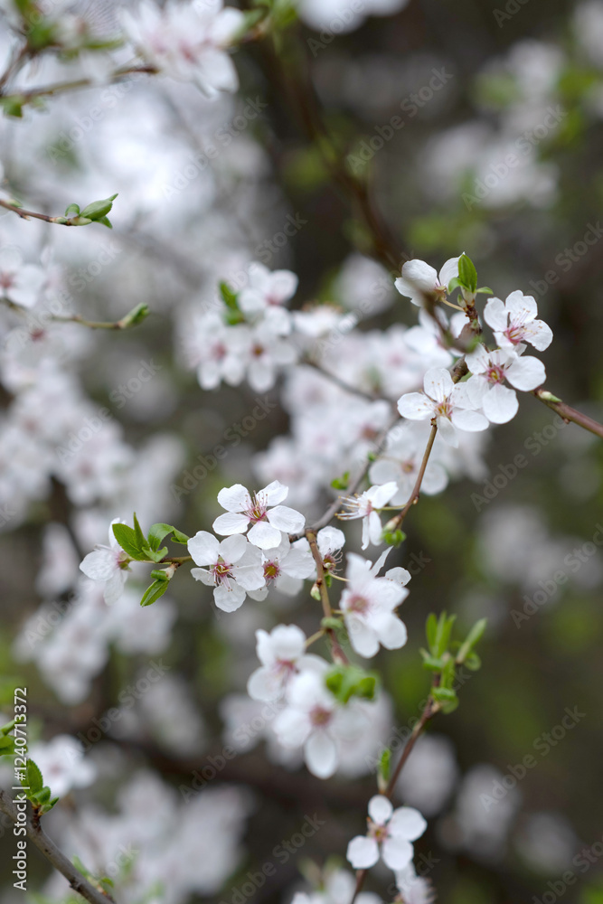 Delicate and Beautiful White Blossoms Gracefully Adorn Branches During the Spring Bloom