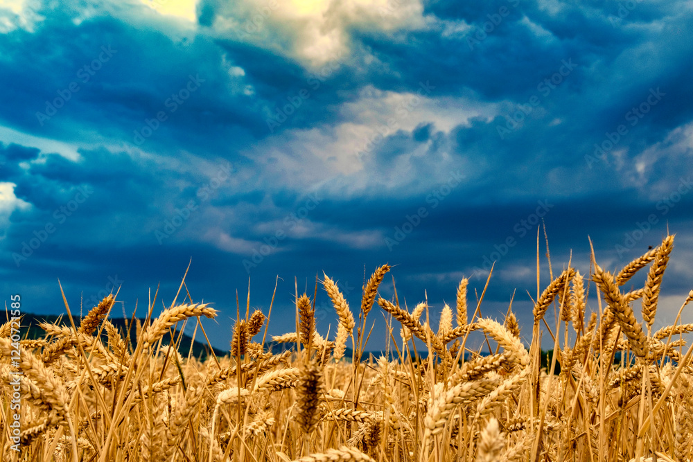 View of a wheat field against a beautiful sunset sky. Rural landscapes landscapes under bright sunlight.