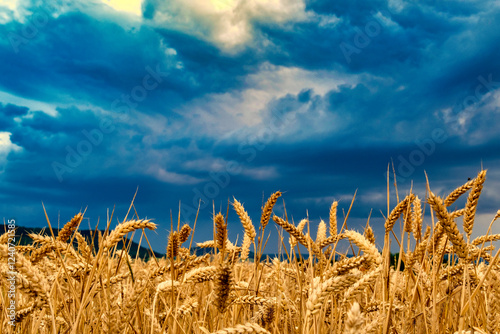 Obraz na płótnie View of a wheat field against a beautiful sunset sky. Rural landscapes landscapes under bright sunlight. w salonie