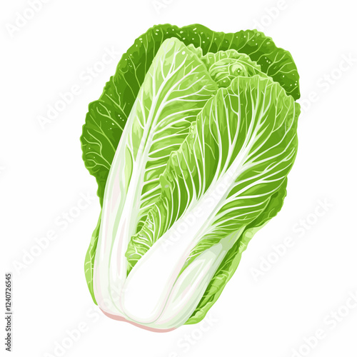 Whole Chinese Peking napa cabbage lettuce leaf Vector illustration isolated on a white background