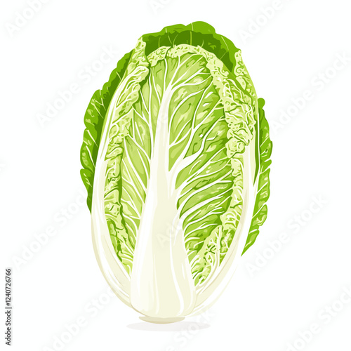 Whole Chinese Peking napa cabbage lettuce leaf Vector illustration isolated on a white background