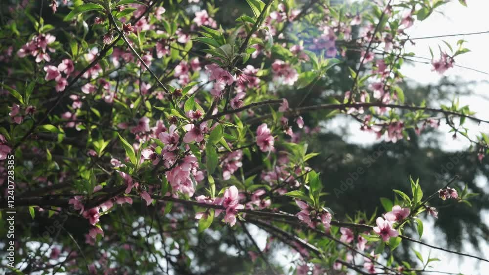 Blossoming cherry tree branches sway gently under sunlight in a serene garden setting Blossoming cherry tree branches sway gently under sunlight in a serene garden setting