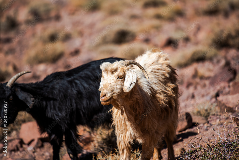 2024 03 15 Jebel Saghro Atlas goats 158 2024 03 15 Jebel Saghro Atlas goats 158