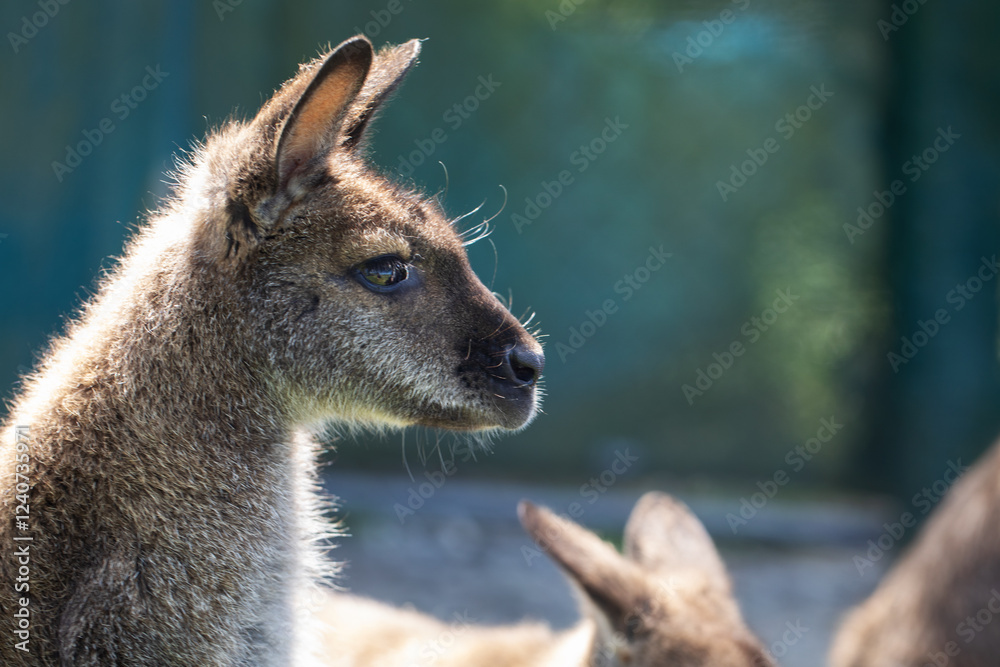 Cute fluffy wallaby in the park. Marsupial mammals. Australia Cute fluffy wallaby in the park. Marsupial mammals. Australia