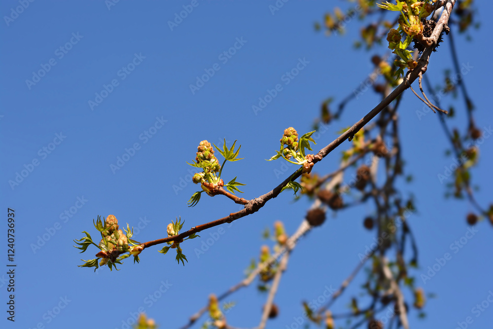 American sweetgum branch with flowers American sweetgum branch with flowers