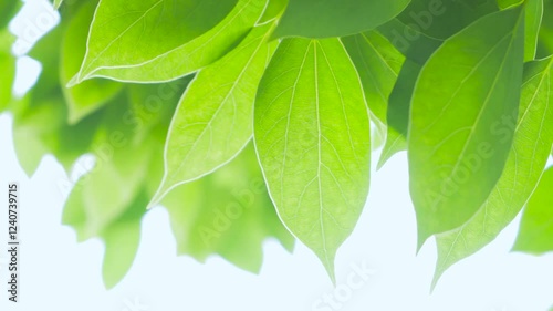 Vibrant green leaves gently swaying in the breeze on a sunny day under a clear sky