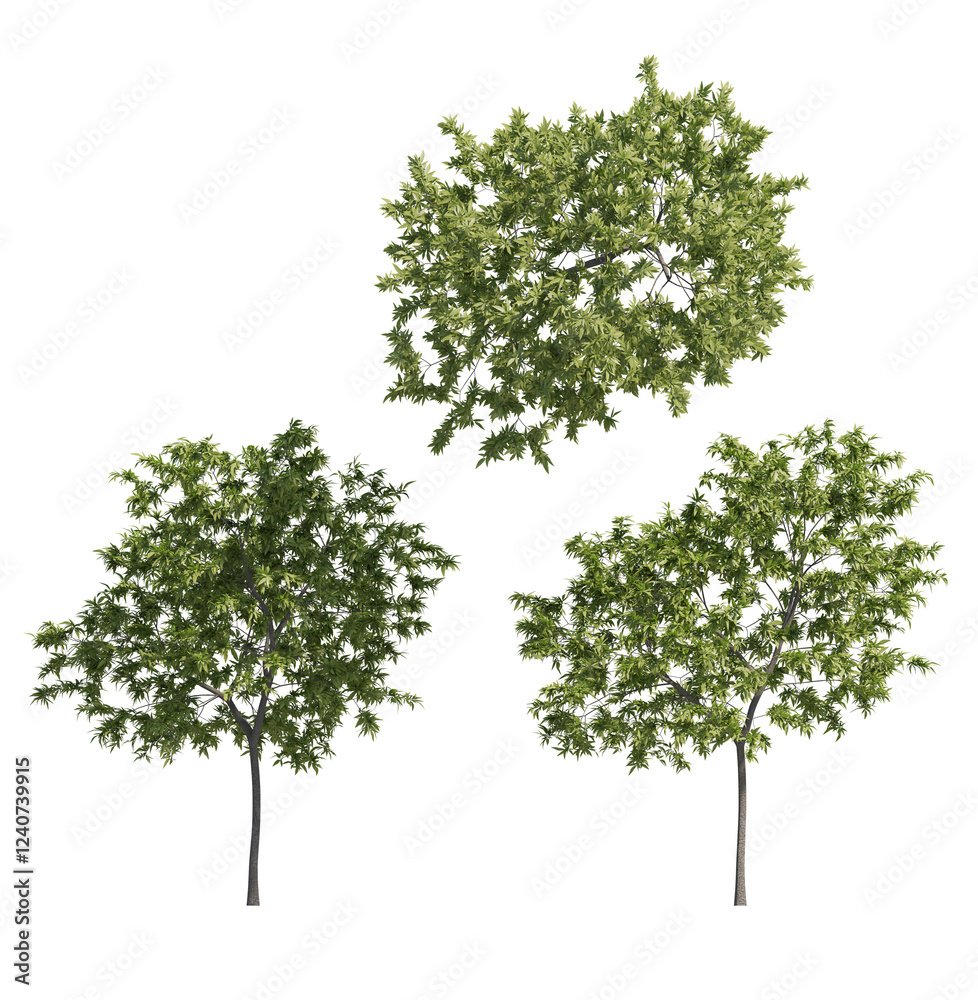 Fototapeta premium peach tree isolated on transparant background. 3d rendering