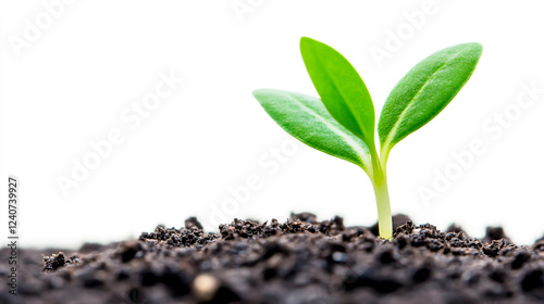 A small green sprout growing from the soil, isolated on a white background