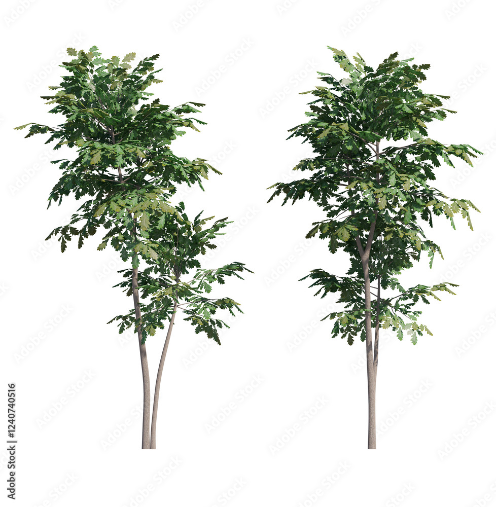 Fototapeta premium green tree isolated on transparant background. 3d rendering