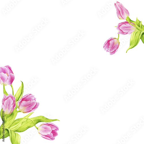 Corner frame of pink watercolor tulips. Composition for cards, posters, invitations. Spring, Mother's Day, Easter, Women's Day, Birthday. Hand drawn illustration isolated on transparent background.