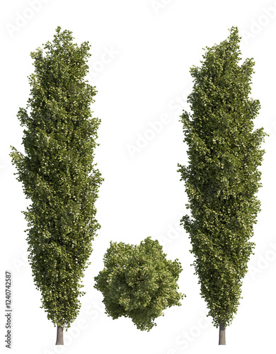 poplar tree isolated on transparant background