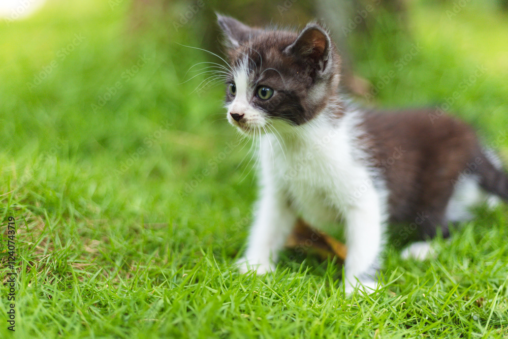 A playful black and white kitten exploring the green grass with curiosity A playful black and white kitten exploring the green grass with curiosity