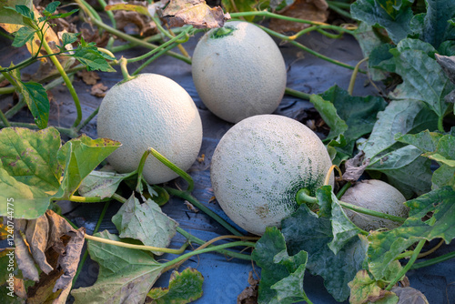 green melons or cantaloupe melons plants growing in greenhouse, Melon or cantaloupe is sweet fruit photo