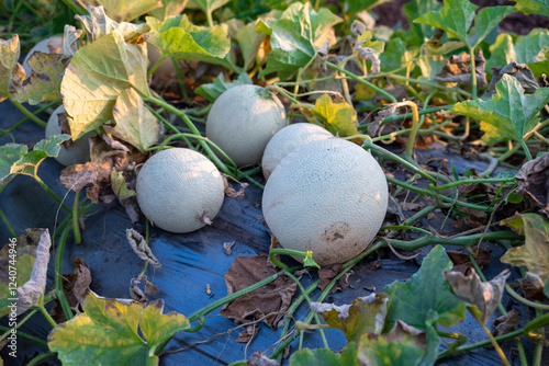 green melons or cantaloupe melons plants growing in greenhouse, Melon or cantaloupe is sweet fruit photo