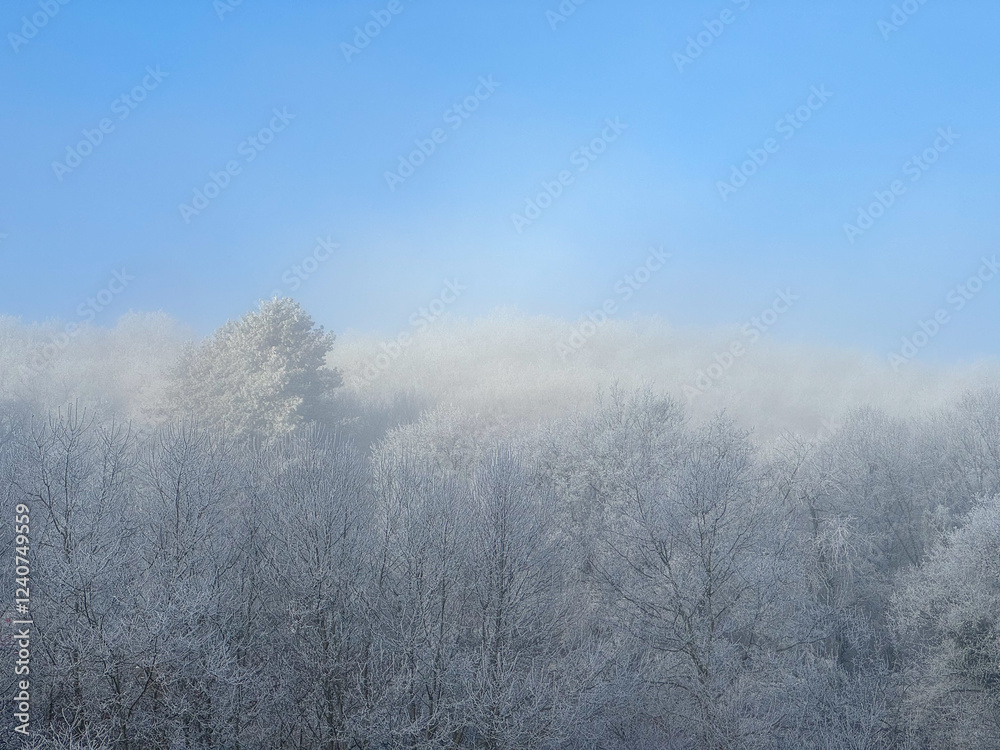 Frost-Covered Winter Forest Under a Clear Blue Sky