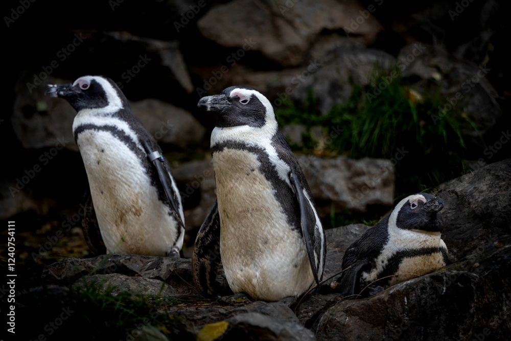 Obraz premium Humboldt penguins standing on rocky terrain, with their distinctive black and white plumage