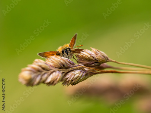 Small Skipper Skipper on Grass
