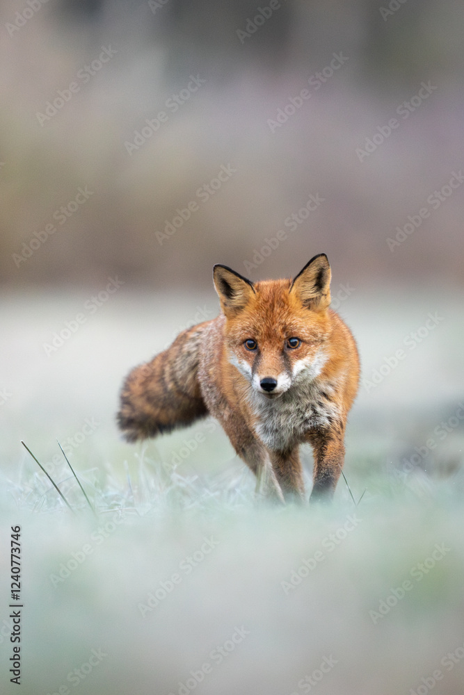 Mammals - European Red Fox (Vulpes vulpes) Mammals - European Red Fox (Vulpes vulpes)
