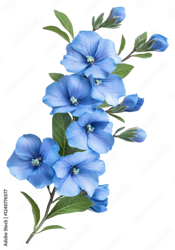 Fototapeta premium PNG Flowers petals leaves plant.