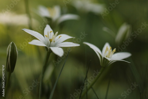 fiore stella di betlemme in primavera