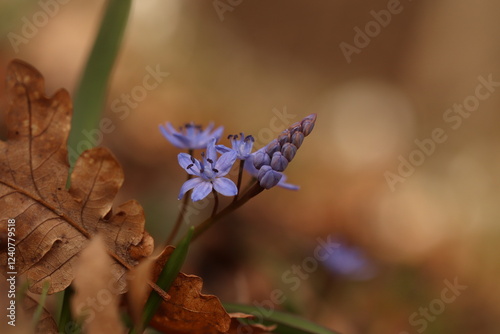 fiori di scilla bifolia nel bosco in primavera photo