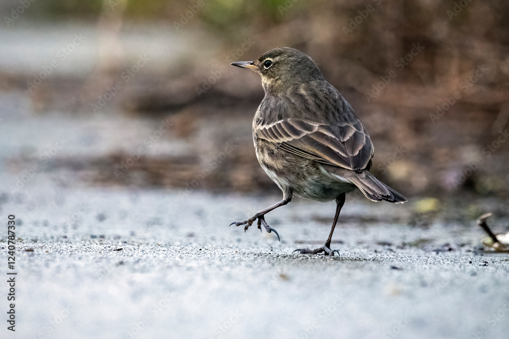 Fototapeta premium Rock Pipit going for a stroll on gravel path 