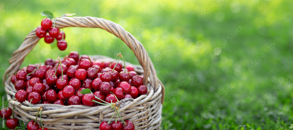 Full basket of ripe and fresh red sweet cherries