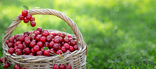 Obraz na płótnie Full basket of ripe and fresh red sweet cherries w salonie