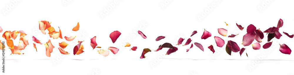 Fototapeta premium Two separate images of rose petals falling on a white background, with a pink and red color palette, isolated on the left side, in a clip art style, high resolution, no shadow, and sharp focus. 