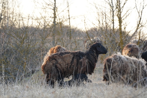 Wallpaper Mural A herd of sheep grazing in a vast field with trees behind Torontodigital.ca