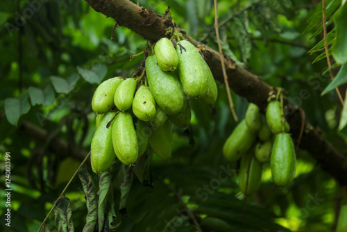 starfruit (Averrhoa bilimbi) bears fruit on a tree. The fruit has a sour taste photo