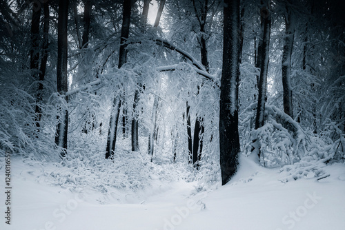dark mysterious winter fore...