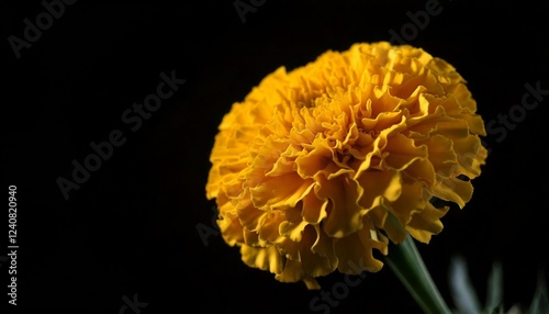 close up of Marigold flower, black background, copy space photo