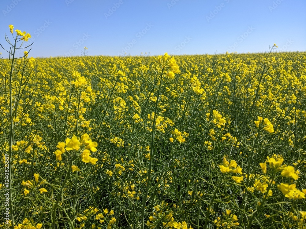 Fototapeta premium Rapeseed or winter rapeseed. In the spring and early summer, large areas of agriculture, the land blooms with bright and endless bright yellow flowers - this is winter rapeseed, or as it is also calle
