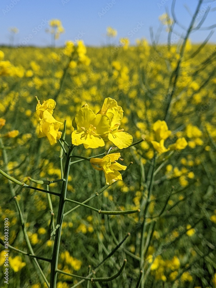 Fototapeta premium Rapeseed or winter rapeseed. In the spring and early summer, large areas of agriculture, the land blooms with bright and endless bright yellow flowers - this is winter rapeseed, or as it is also calle